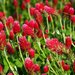 Crimson Clover - Photo (c) Greg Peterson, some rights reserved (CC BY-NC-SA)
