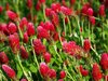 Crimson Clover - Photo (c) Greg Peterson, some rights reserved (CC BY-NC-SA)