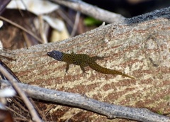 Sphaerodactylus dimorphicus