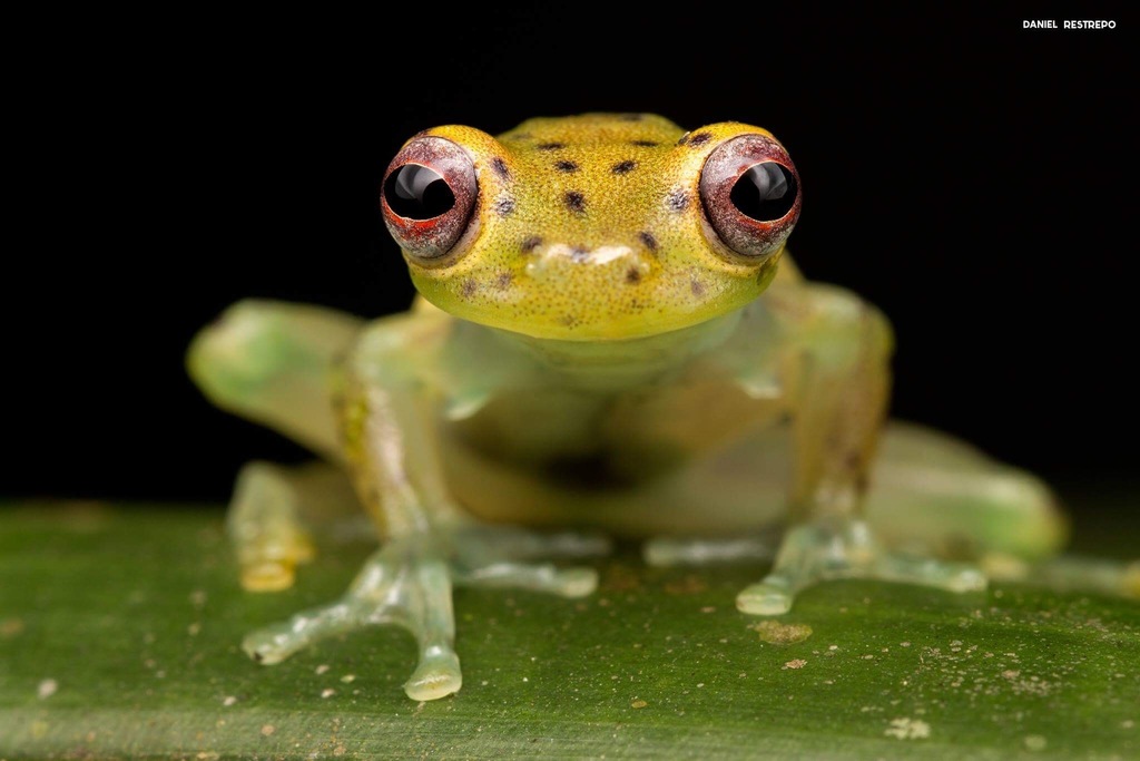 Litoral Grassfrog