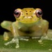 Littoral Glassfrog - Photo (c) Christophe Pellet, some rights reserved (CC BY-NC), uploaded by Christophe Pellet
