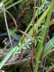 author not stated, no rights reserved Galium trifidum, photograph author not stated, no rights reserved
