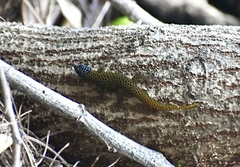Sphaerodactylus dimorphicus
