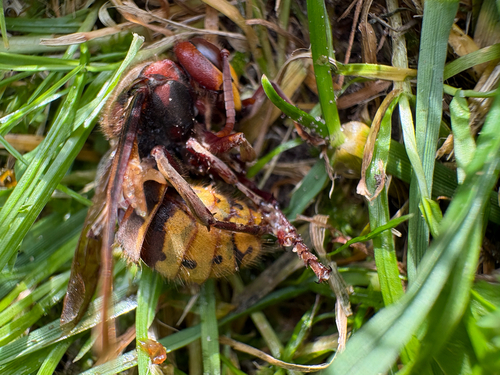 European Hornet