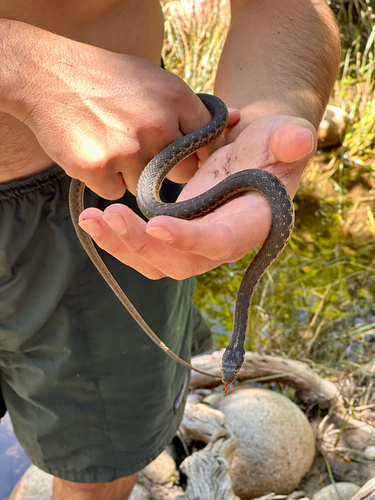 iNaturalist observation photo of Sierra Garter Snake