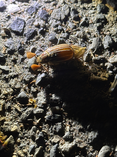 iNaturalist observation photo of Lined June Beetles