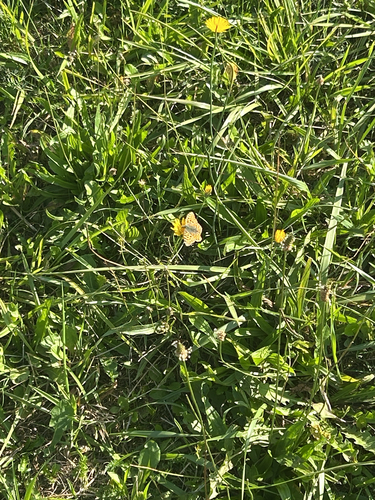 Queen of Spain Fritillary