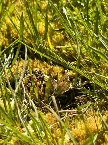 iNaturalist observation photo of Sierra Blue