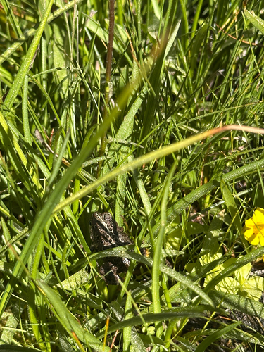 iNaturalist observation photo of Yosemite Toad