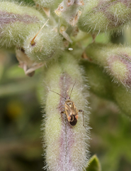 Polymerus