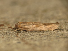Tortricodes alternella