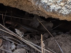 Plestiodon gilberti placerensis