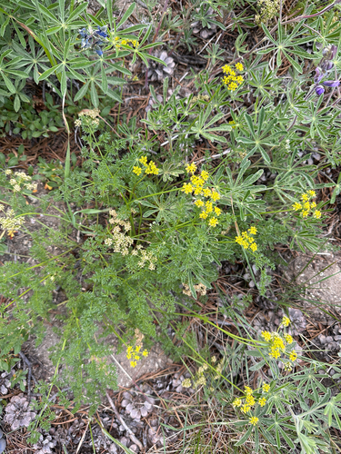 Pteryxia terebinthina observed 2026-07-05