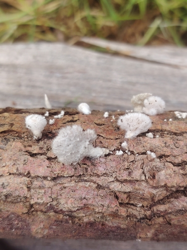 splitgill mushroom