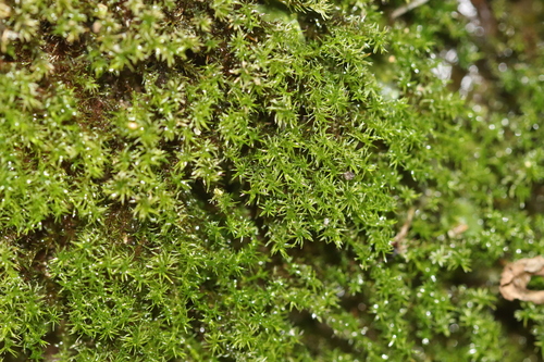 Eucladium verticillatum observed 2026-09-11