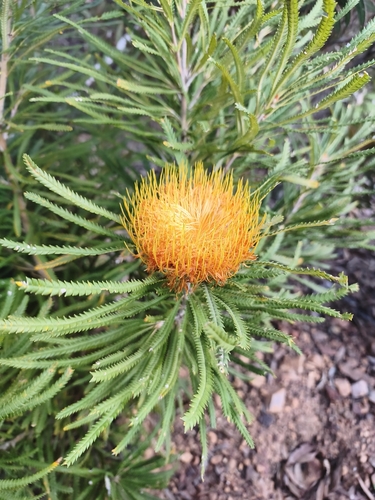Banksia formosa, photograph 2
