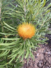 Banksia formosa, photograph author not stated, no rights reserved