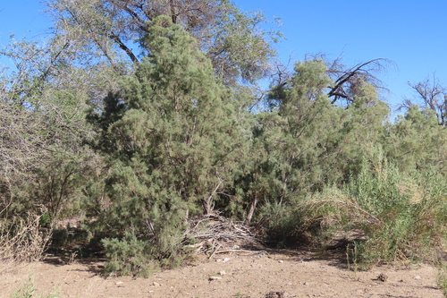 Tamarix usneoides, photograph 4