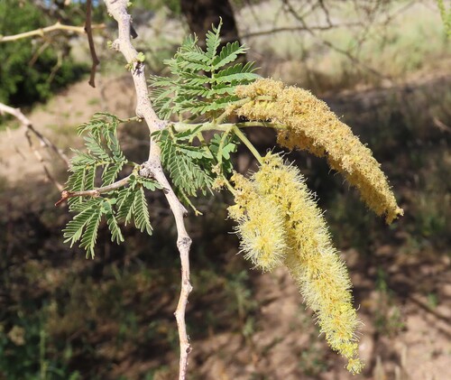 Faidherbia albida