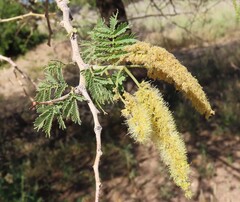 Faidherbia albida