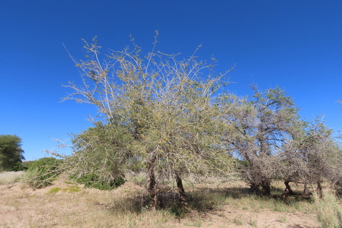 Faidherbia albida, photograph 1