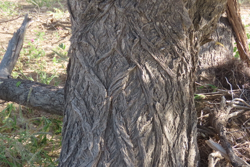 Faidherbia albida, photograph 2