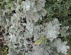 Artemisia pycnocephala