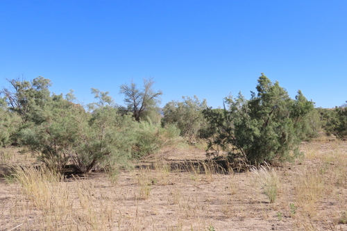 Tamarix usneoides, photograph 5