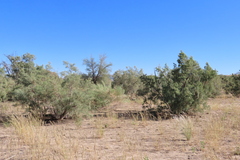 Tamarix usneoides, photograph author not stated, no rights reserved