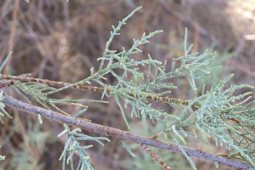 Tamarix usneoides, photograph 3