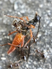 Neobellamira delicata