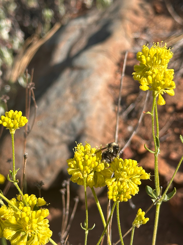 iNaturalist observation photo of Bumble Bees