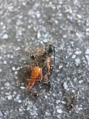 Neobellamira delicata