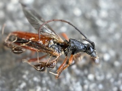 Neobellamira delicata