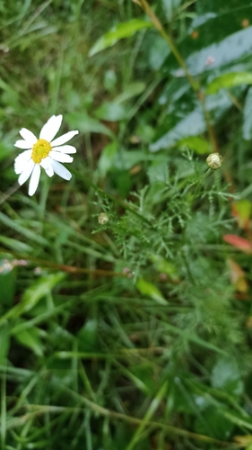 Corn Chamomile