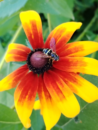 Yellow-girdled Brusheye