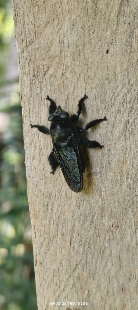 Hyperechia fera
