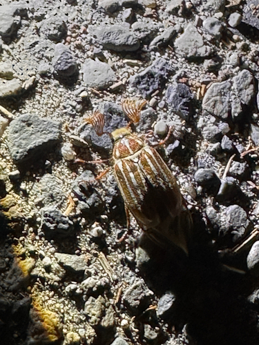 iNaturalist observation photo of Lined June Beetles