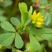 Lesser Hop Trefoil - Photo (c) Kenraiz, some rights reserved (CC BY-SA)