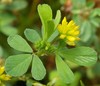 Lesser Hop Trefoil - Photo (c) Kenraiz, some rights reserved (CC BY-SA)