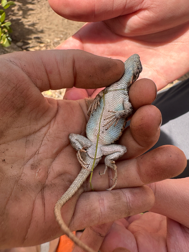 iNaturalist observation photo of Common Sagebrush Lizard