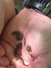 Desmognathus conanti