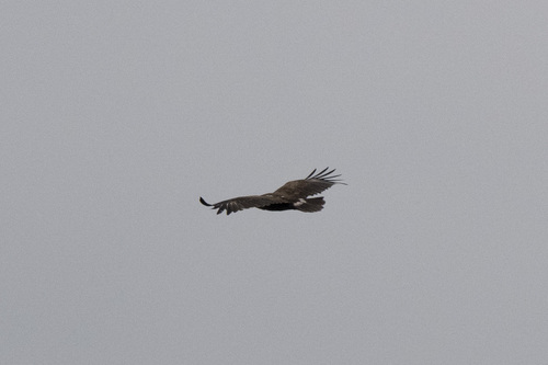 Greater Spotted Eagle