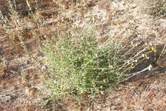 Encelia asperifolia
