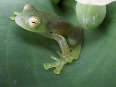 Cochranella granulosa