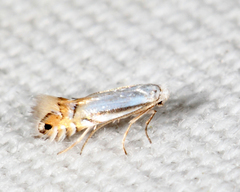 Phyllonorycter lucidicostella
