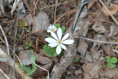 Sanguinaria canadensis