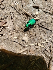 Cicindela sexguttata