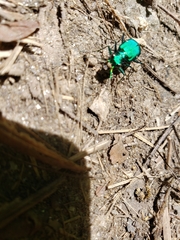 Cicindela sexguttata