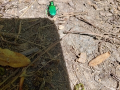 Cicindela sexguttata